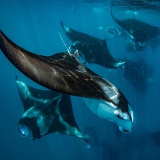 Snorkelling with Manta Rays